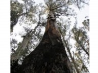 ¿Cuál es el árbol más alto?Curiosidades Los eucaliptus regnans. son los árboles más altos.